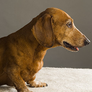Watch a video about A Dachshund's Wish